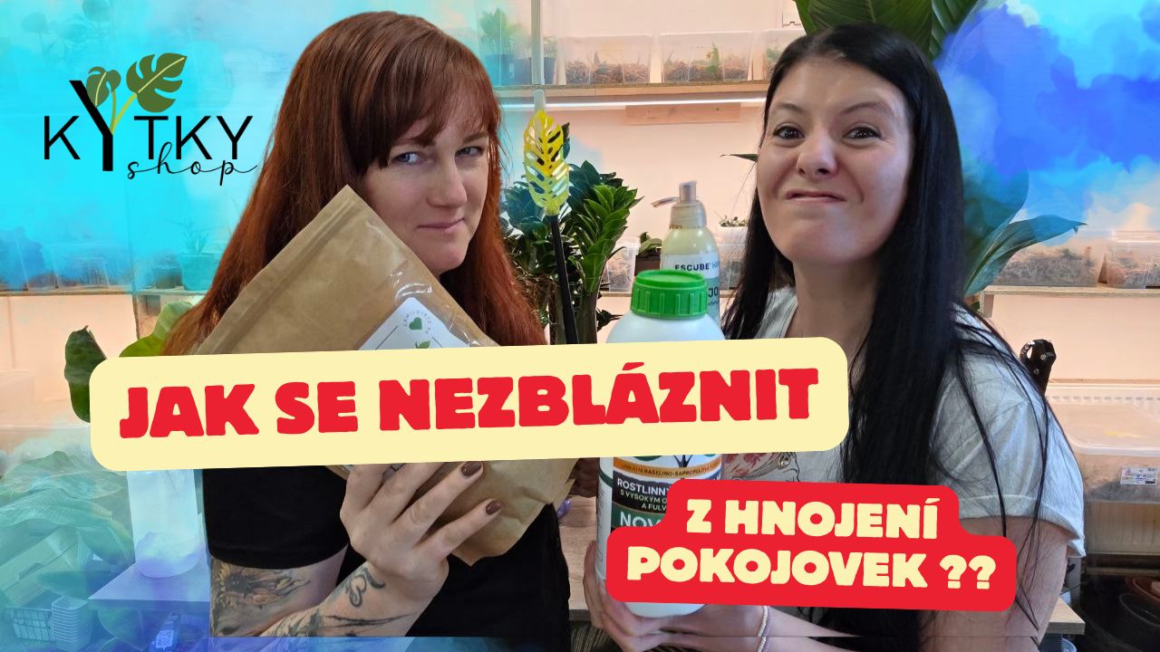 Péče o pokojové květiny a tipy od nás